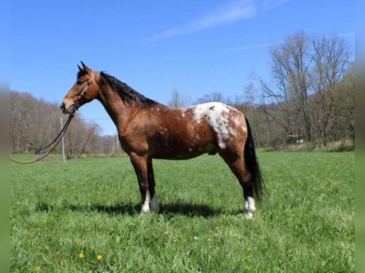 Kentucky Mountain Saddle Horse Castrone 8 Anni 152 cm Sauro ciliegia in Salyersville Ky