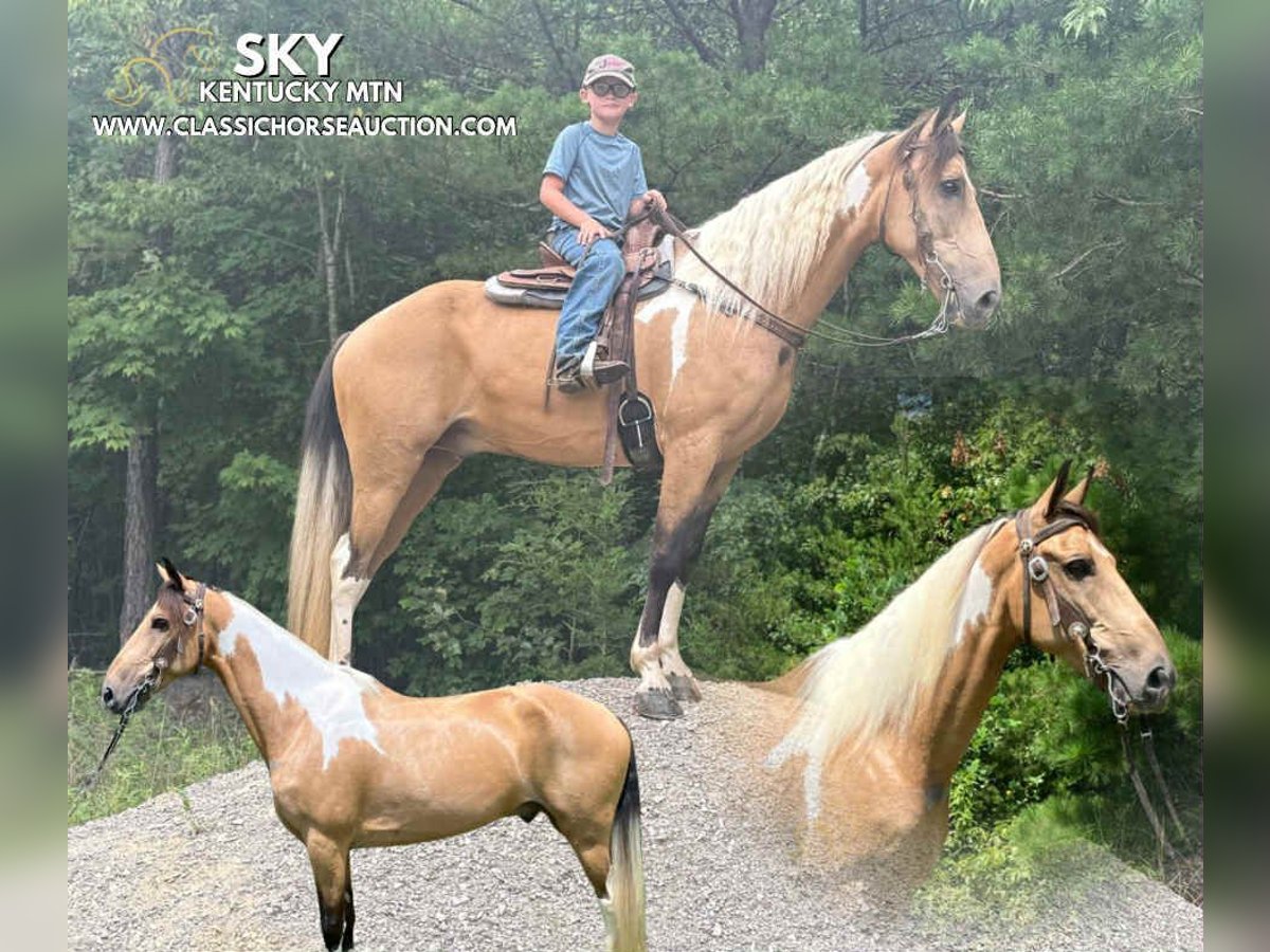 Kentucky Mountain Saddle Horse Castrone 9 Anni 142 cm Pelle di daino in Whitley City, KY