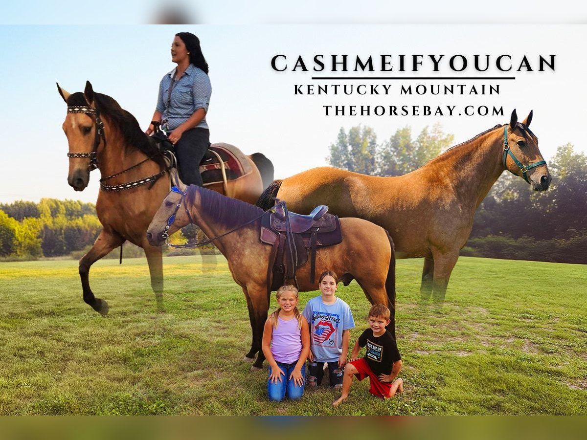 Kentucky Mountain Saddle Horse Gelding 10 years 16 hh Buckskin in Lancaster, KY