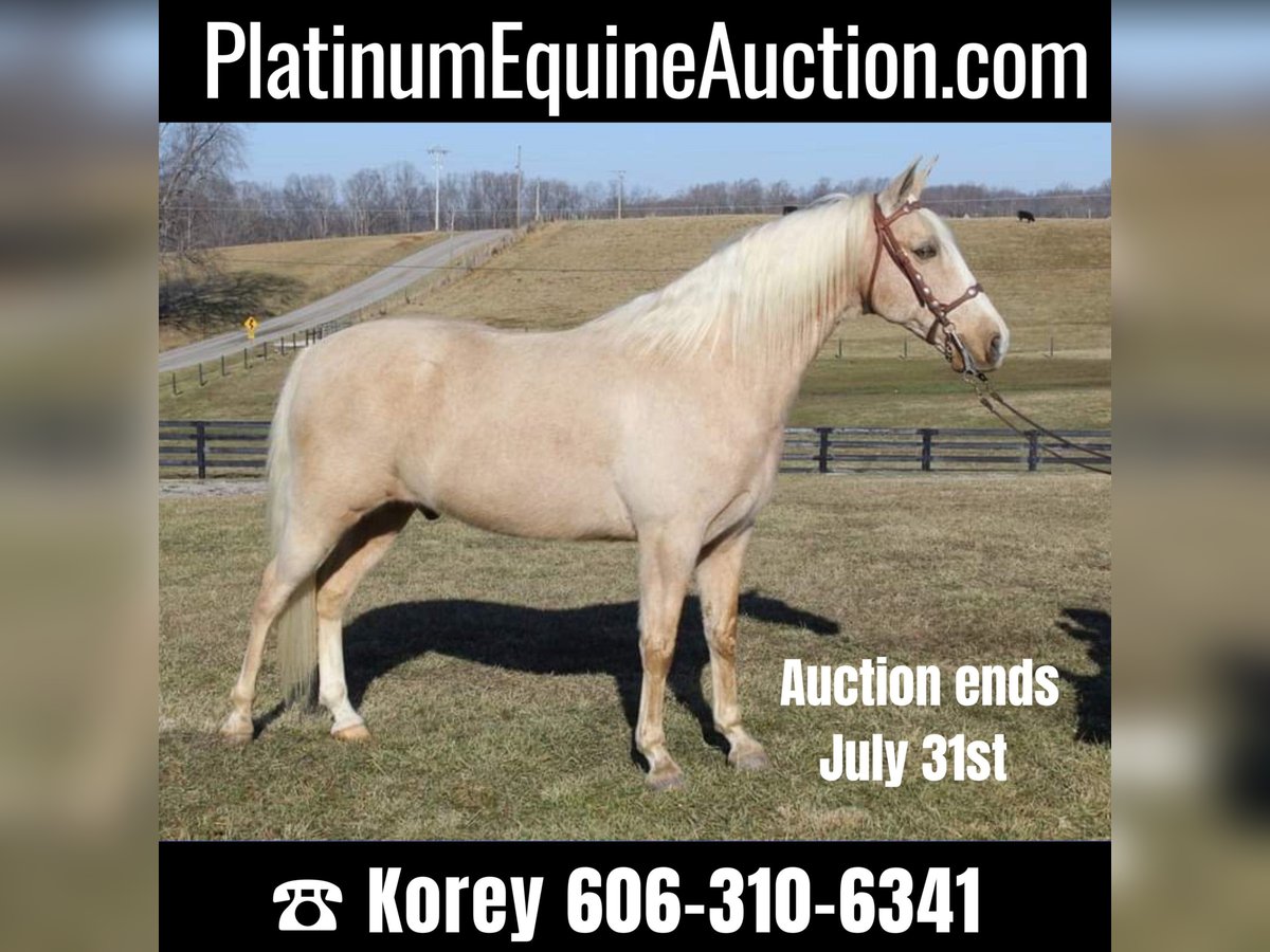 Kentucky Mountain Saddle Horse Gelding 13 years 15,2 hh Palomino in Whitley City Ky