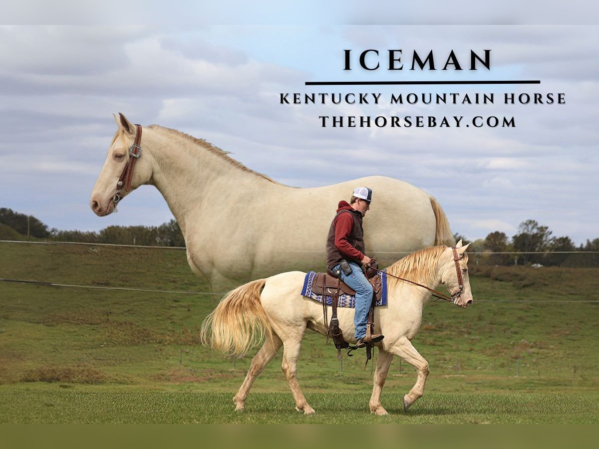 Kentucky Mountain Saddle Horse Gelding 14 years 15,2 hh Cremello in Parkers Lake, KY