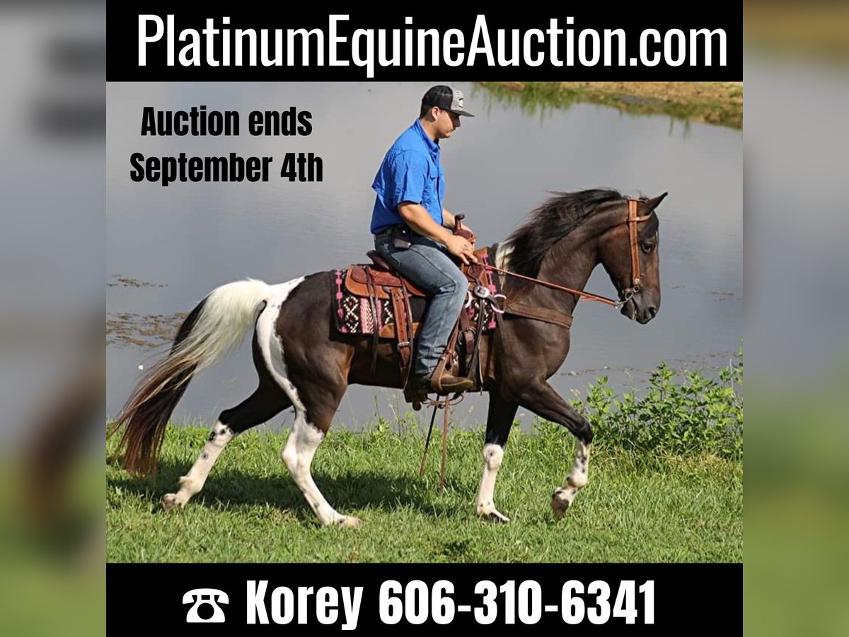 Kentucky Mountain Saddle Horse Gelding 14 years 15 hh Tobiano-all-colors in Whitley City