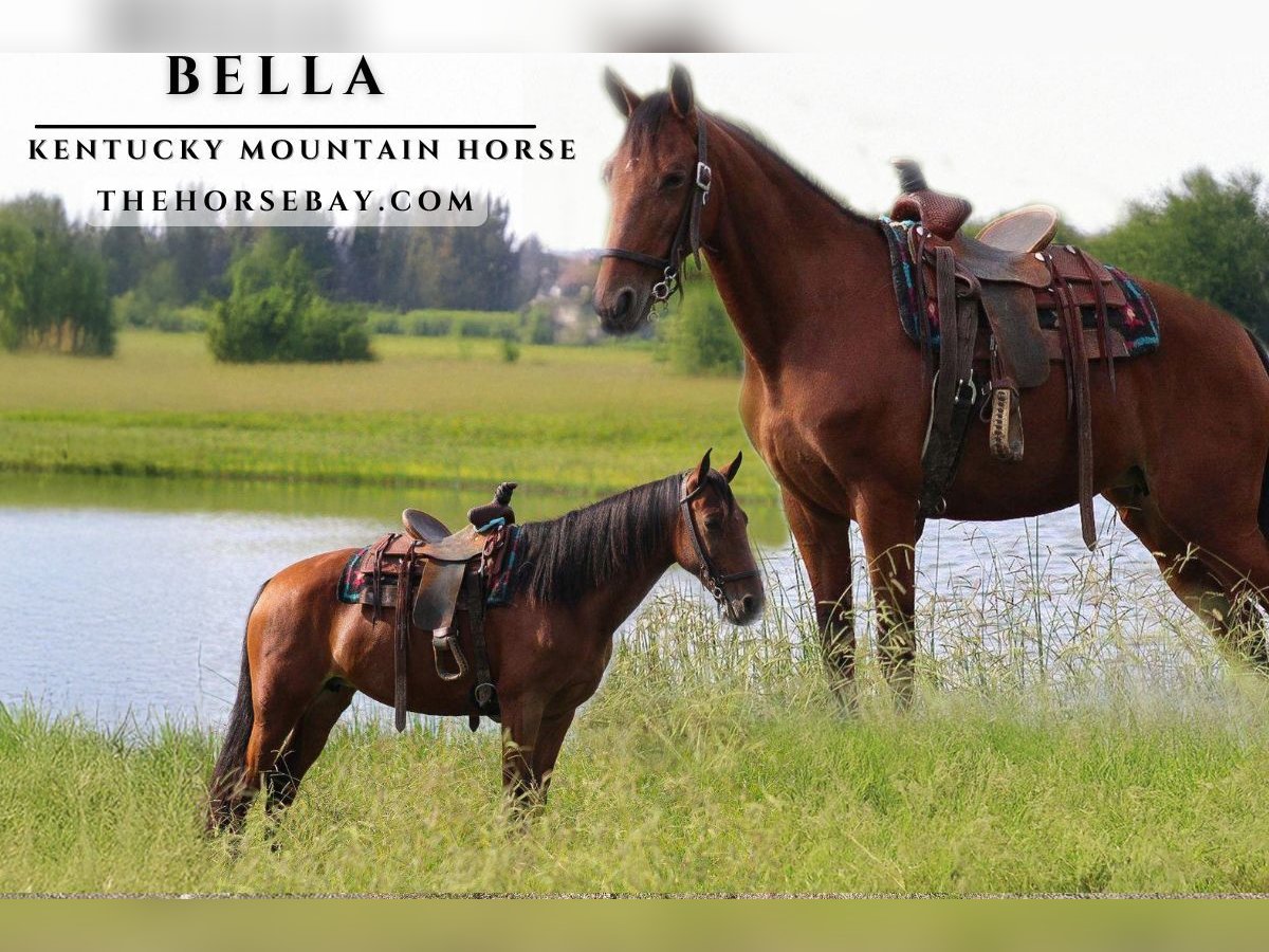 Kentucky Mountain Saddle Horse Giumenta 12 Anni 147 cm Baio ciliegia in Strunk, KY