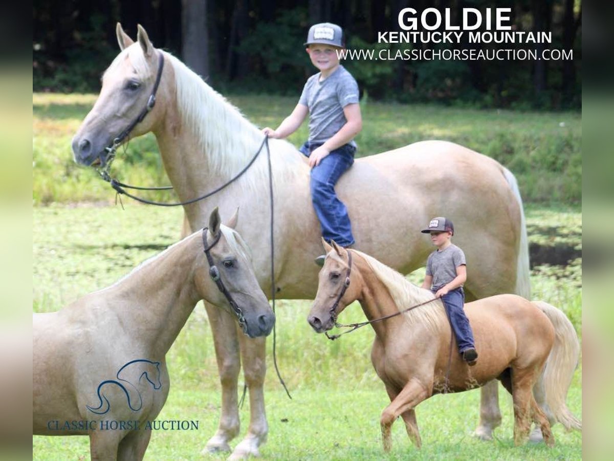 Kentucky Mountain Saddle Horse Giumenta 14 Anni 152 cm Palomino in Whitley City, KY