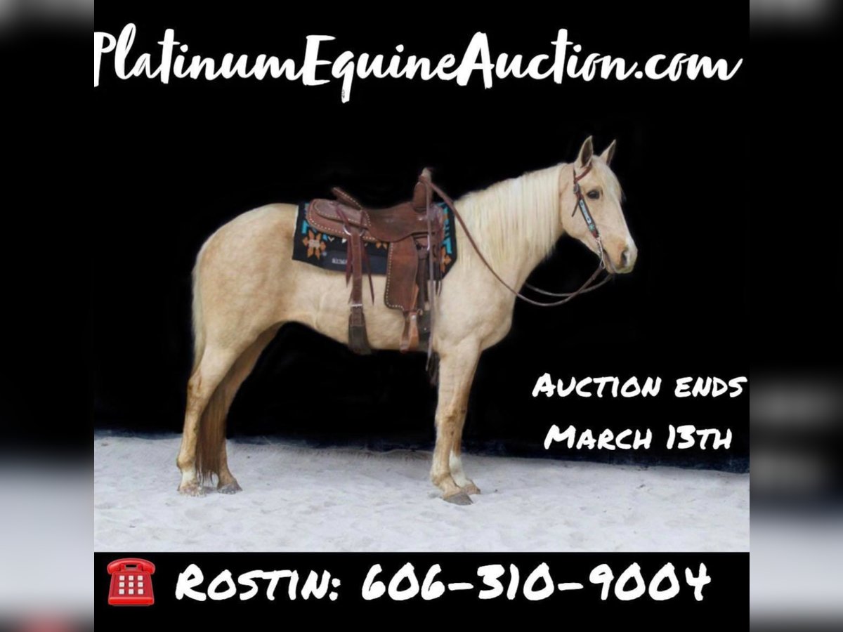 Kentucky Mountain Saddle Horse Giumenta 14 Anni Palomino in Whitley City, KY