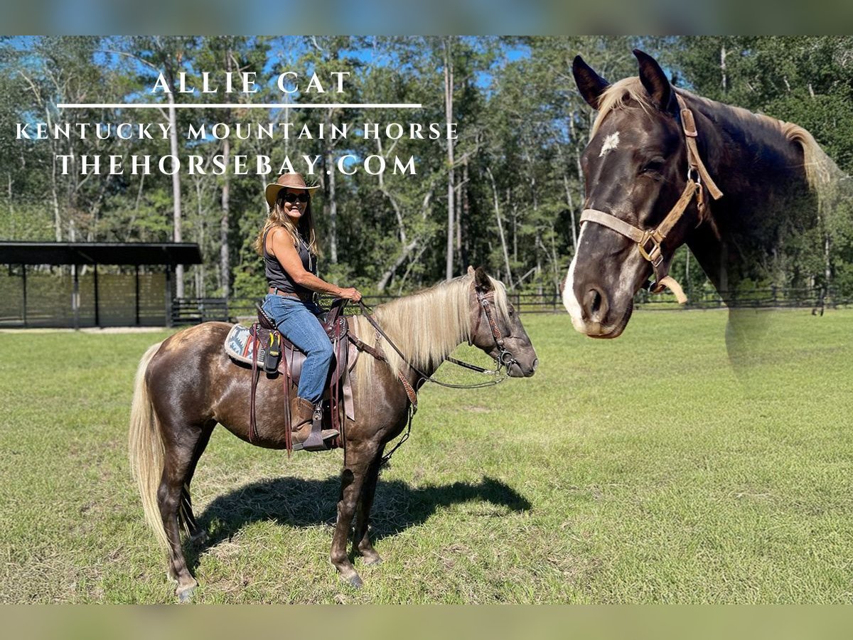 Kentucky Mountain Saddle Horse Giumenta 5 Anni 145 cm Baio in Huger, SC