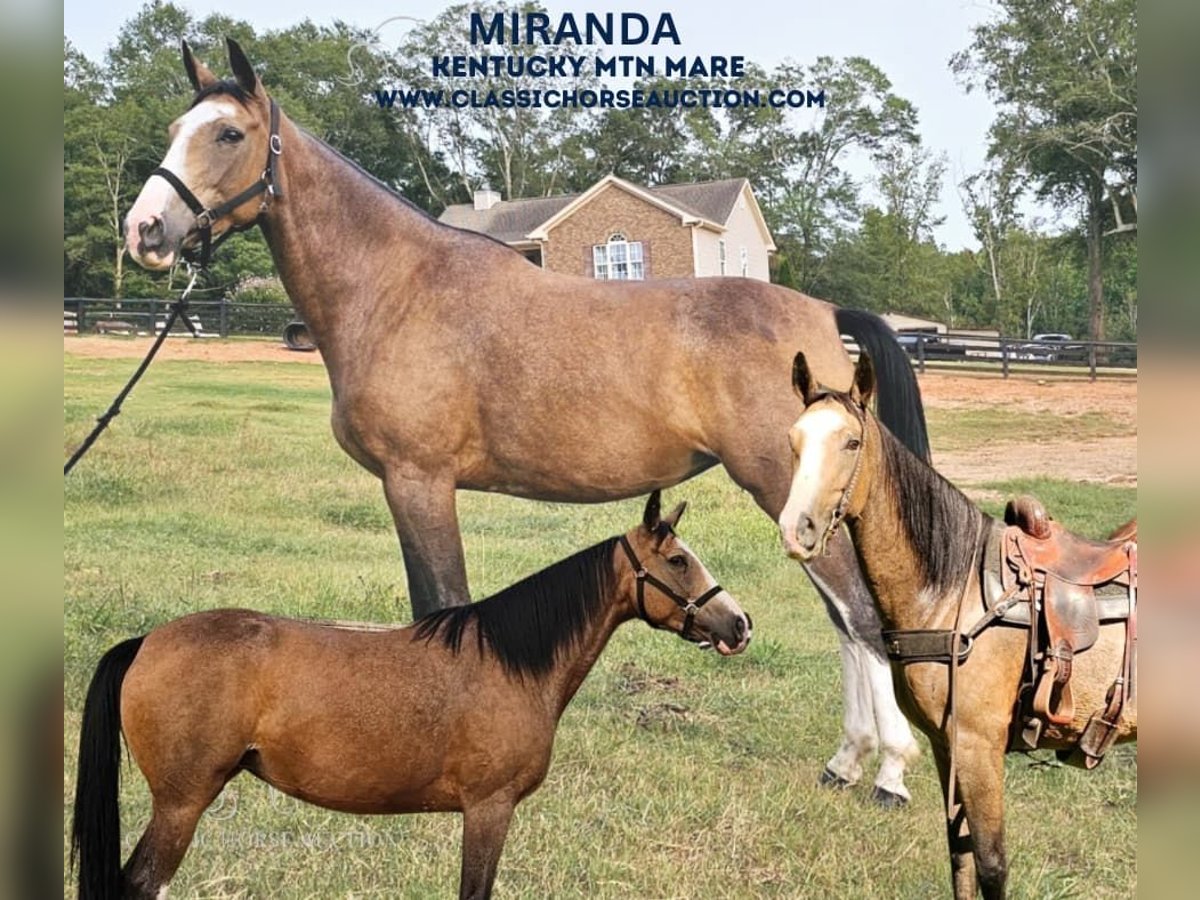 Kentucky Mountain Saddle Horse Giumenta 6 Anni 152 cm Pelle di daino in Gillsville, GA