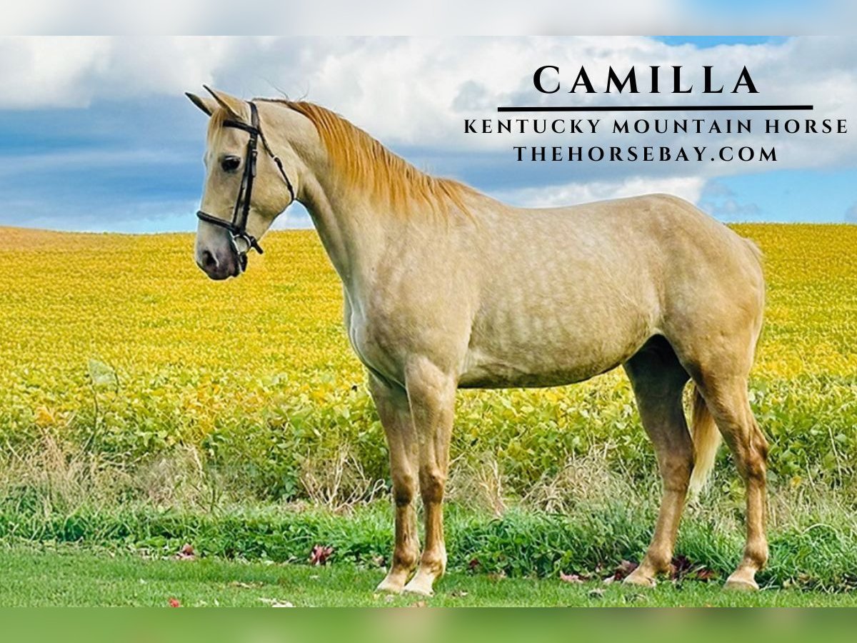 Kentucky Mountain Saddle Horse Giumenta 7 Anni 150 cm Champagne in Millersburg, PA