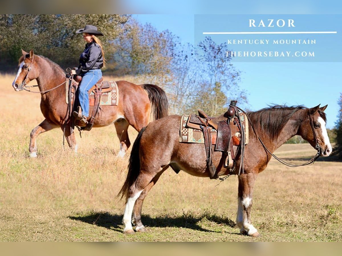 Kentucky Mountain Saddle Horse Hongre 11 Ans 152 cm Roan-Bay in Mount Vernon, KY