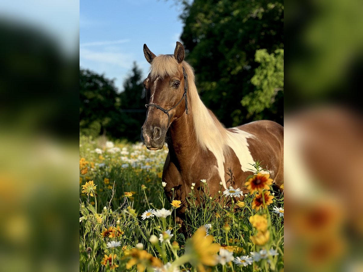 Kentucky Mountain Saddle Horse Hongre 12 Ans Pinto in Lebanon Kentucky Mountain Saddle Horse Hongre 12 Ans Pinto in Lebanon