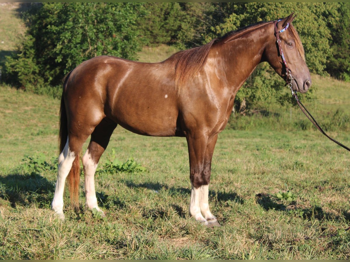 Kentucky Mountain Saddle Horse Hongre 6 Ans 147 cm Champagne in Mount Vernon Kentucky Mountain Saddle Horse Hongre 6 Ans 147 cm Champagne in Mount Vernon