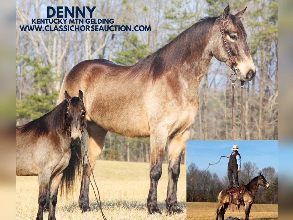 Kentucky Mountain Saddle Horse Hongre 8 Ans 152 cm Buckskin in Whitley City, KY