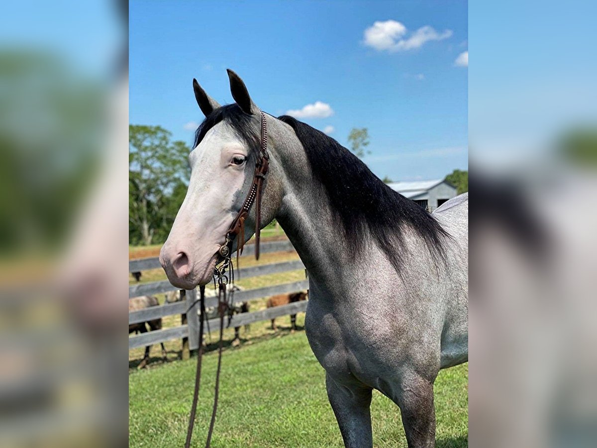 Kentucky Mountain Saddle Horse Hongre 9 Ans 142 cm Dunalino in Holtsville