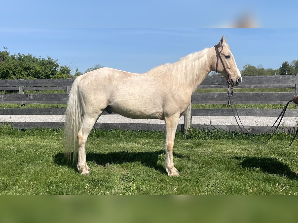 Kentucky Mountain Saddle Horse Hongre 9 Ans 152 cm Palomino in Moscow, OH