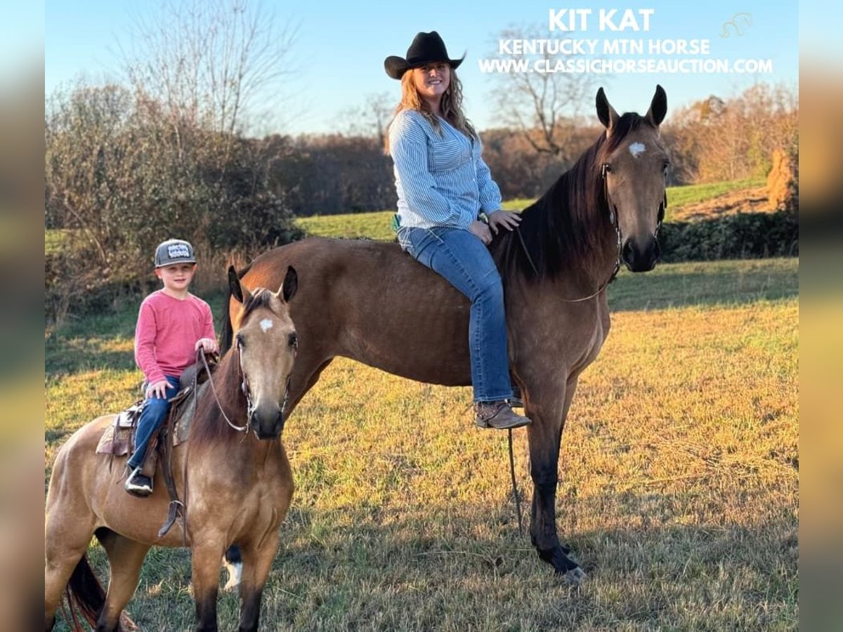 Kentucky Mountain Saddle Horse Jument 4 Ans 152 cm Buckskin in Parkers Lake