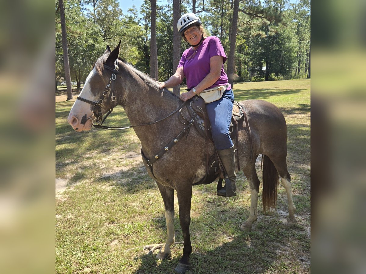 Kentucky Mountain Saddle Horse Mare 10 years 14,3 hh Roan-Blue in Milton