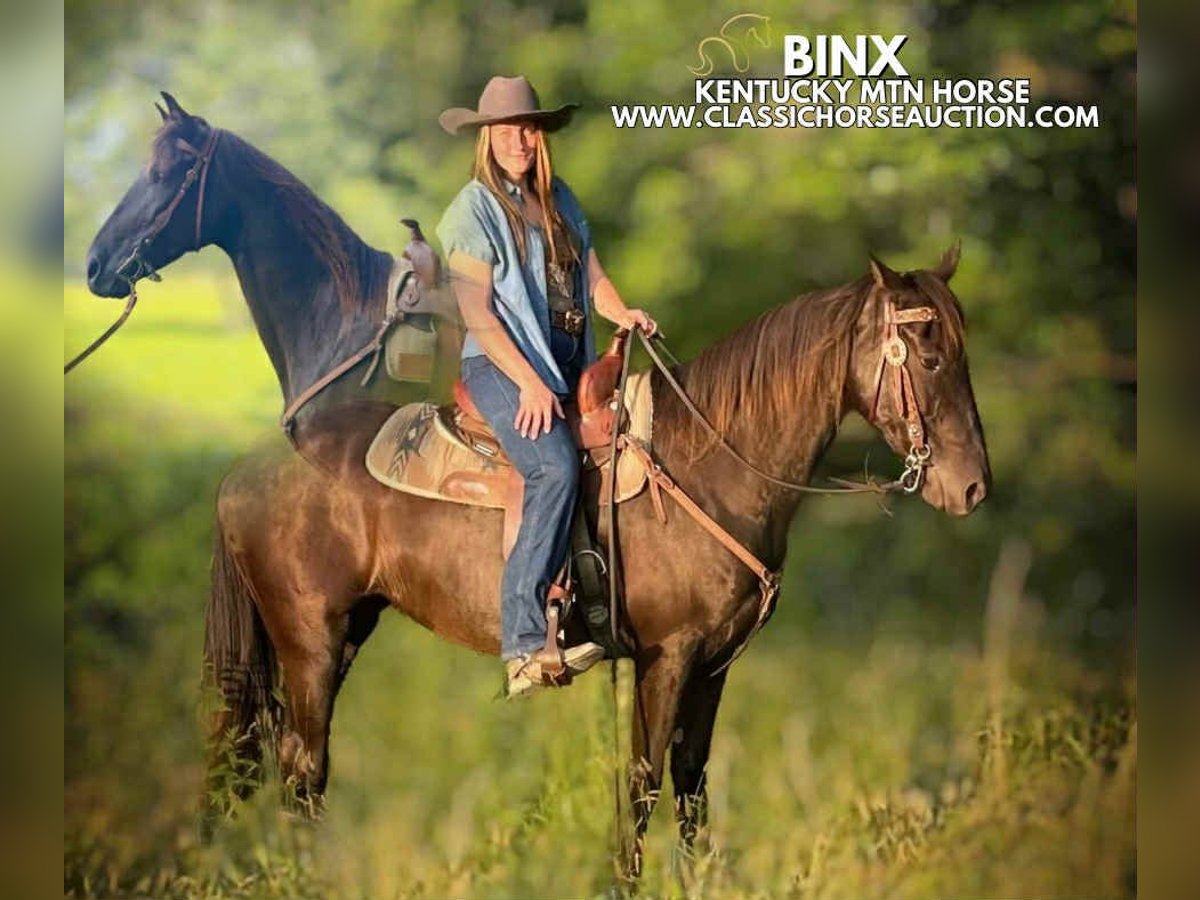 Kentucky Mountain Saddle Horse Mare 10 years 15 hh Black in Jeffersonville, KY