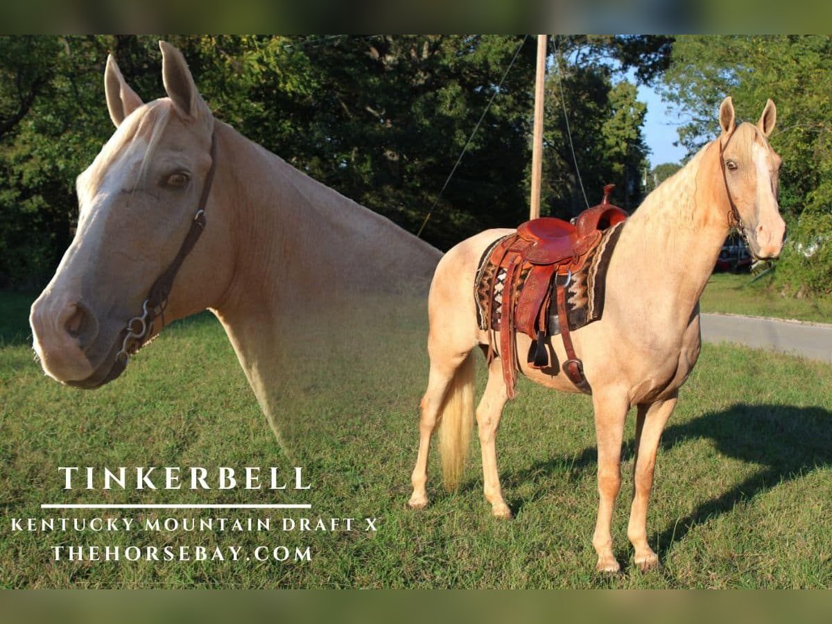 Kentucky Mountain Saddle Horse Mix Mare 11 years 15,3 hh Palomino in Pine Knot, KY
