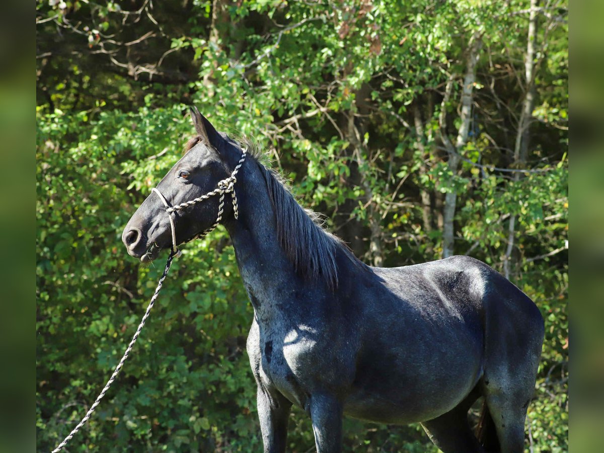 Kentucky Mountain Saddle Horse Mare 12 years 14,2 hh Roan-Blue in Sedalia