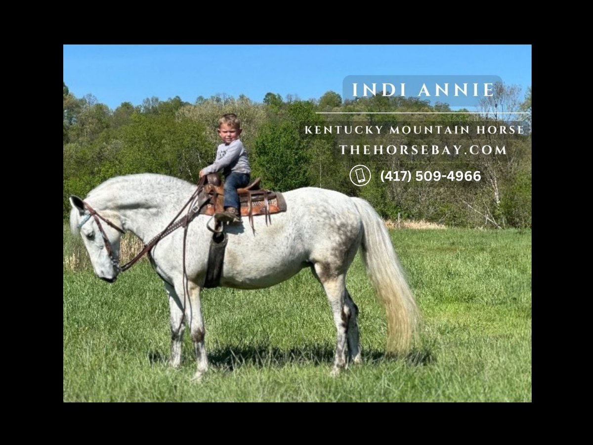 Kentucky Mountain Saddle Horse Mare 14 years 14,1 hh Gray in Whitley City, KY
