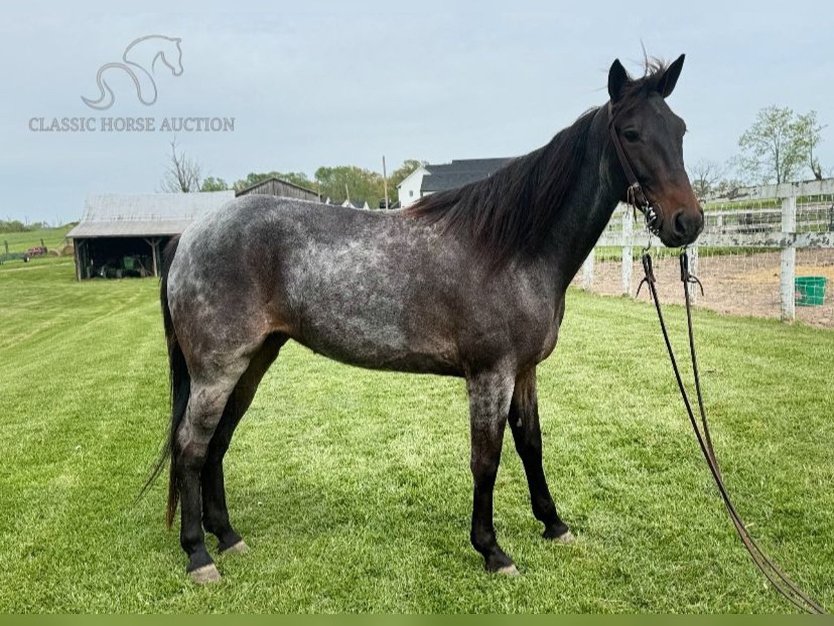 Kentucky Mountain Saddle Horse Mare 5 years 14 hh Roan-Blue in Lawrenceburg, KY