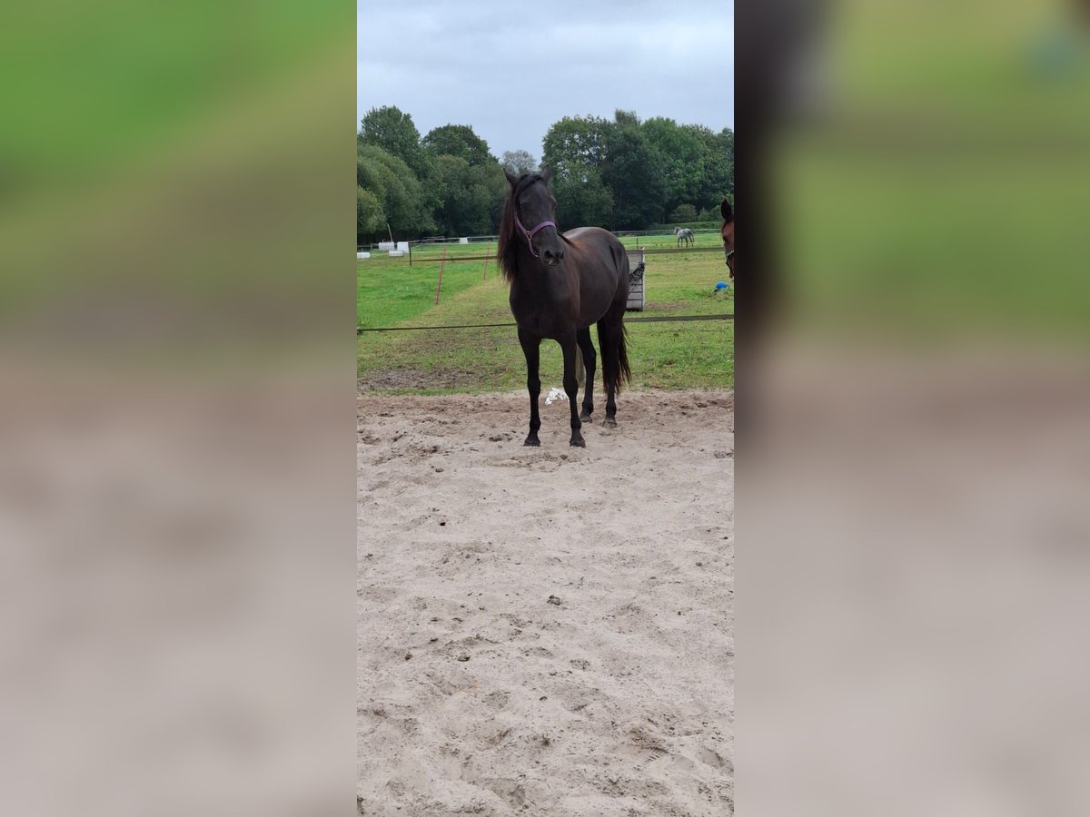 Kentucky Mountain Saddle Horse Mare 5 years 15,1 hh Black in Offenheim