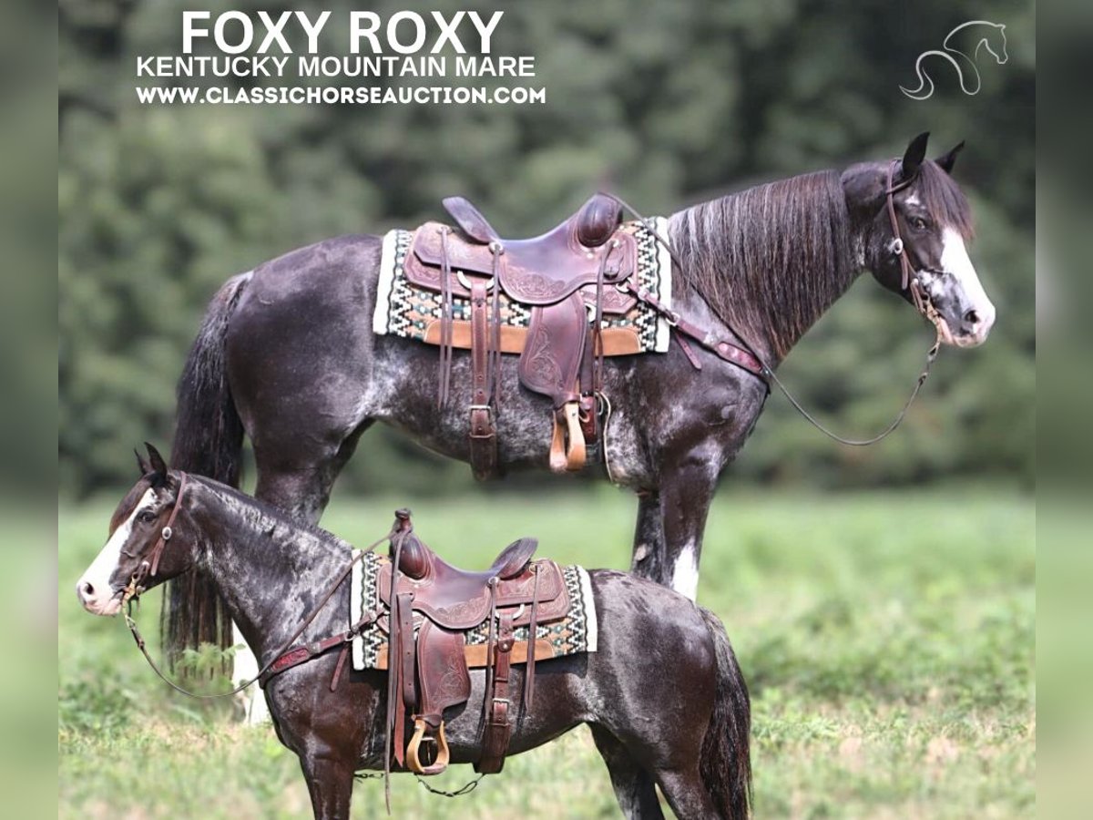 Kentucky Mountain Saddle Horse Mare 8 years 15 hh Grey in Gerald, MO