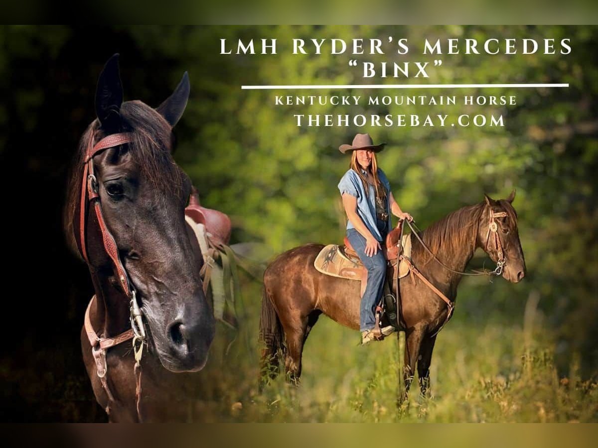 Kentucky Mountain Saddle Horse Merrie 10 Jaar 152 cm Zwart in Jeffersonville, KY