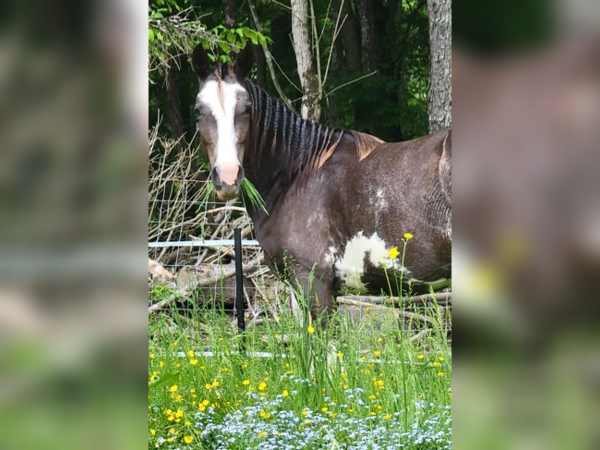 Kentucky Mountain Saddle Horse Mix Merrie 2 Jaar Sabino in Smethport