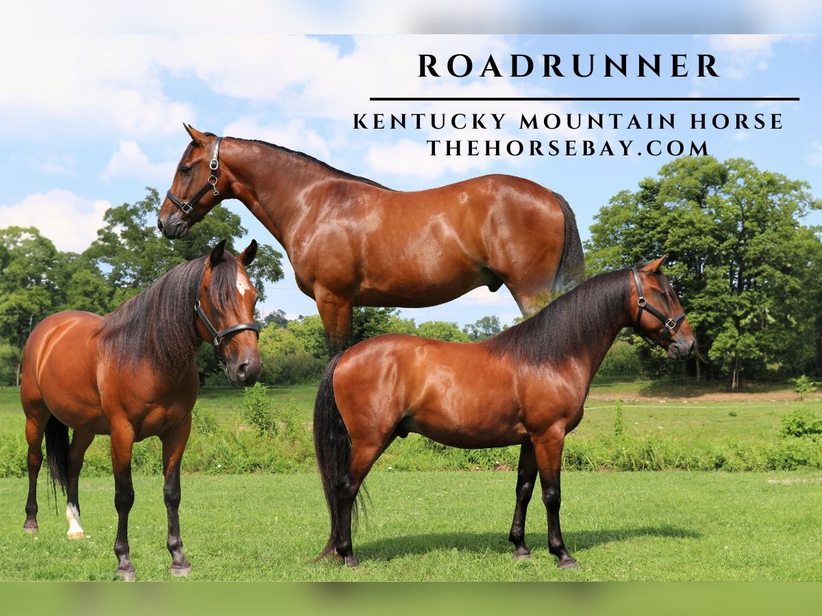 Kentucky Mountain Saddle Horse Ruin 10 Jaar 150 cm in Paris, KY