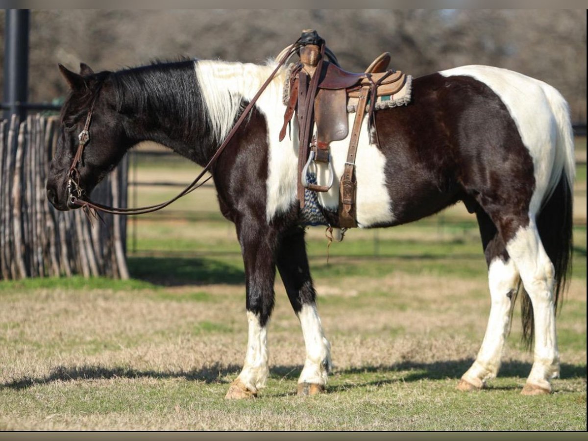 Kentucky Mountain Saddle Horse Ruin 10 Jaar 163 cm Gevlekt-paard in Warrenton