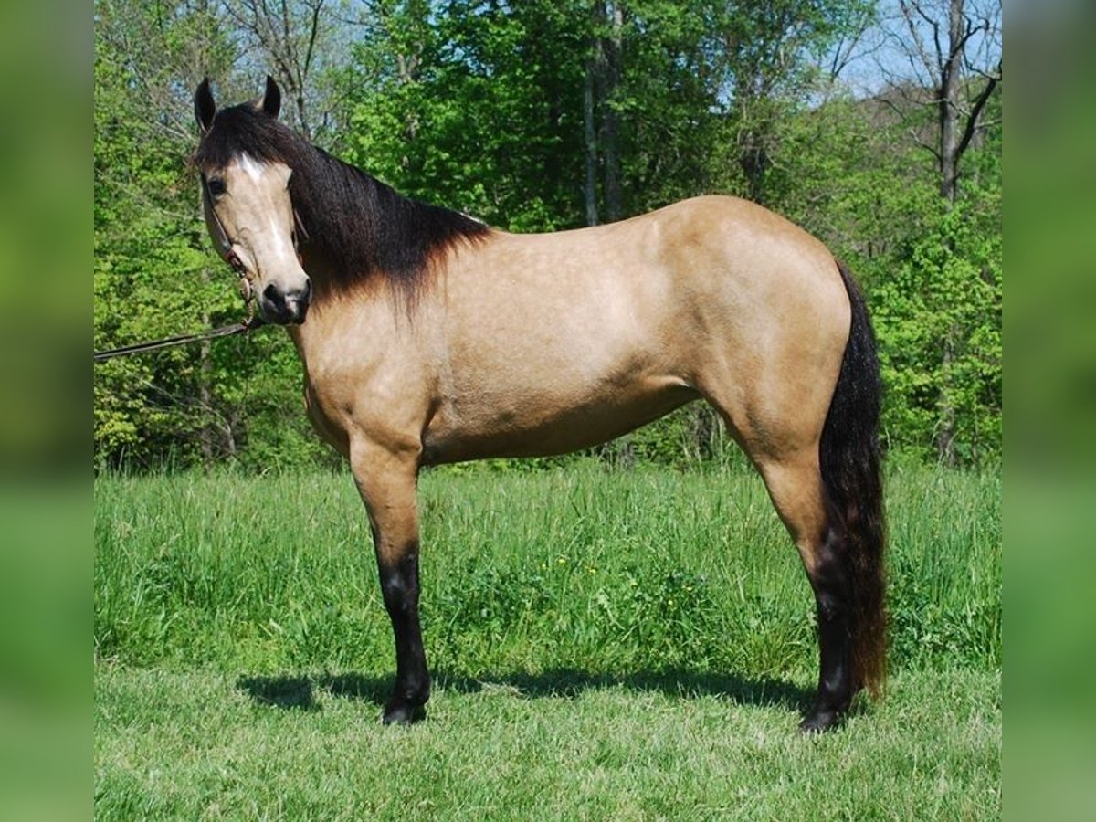 Kentucky Mountain Saddle Horse Stute 5 Jahre 142 cm Buckskin in Moody