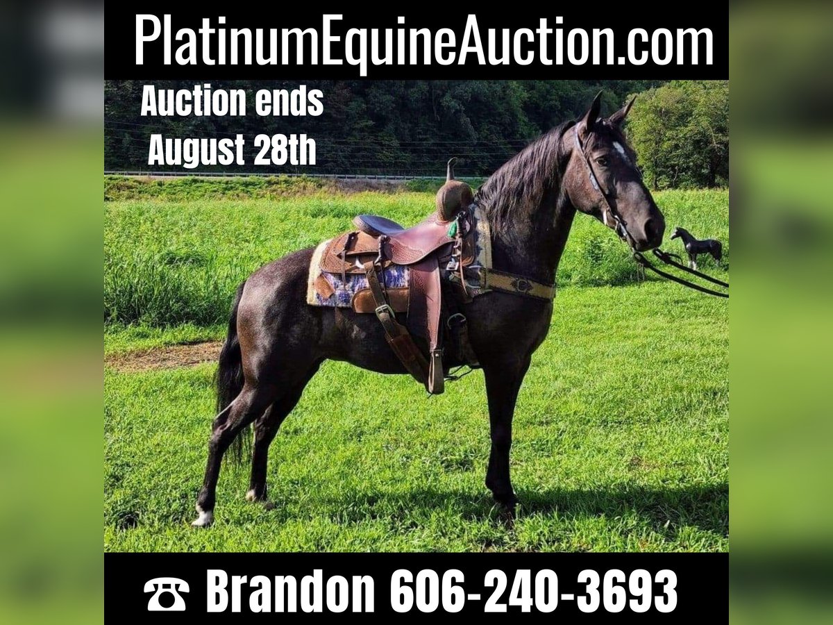 Kentucky Mountain Saddle Horse Stute 7 Jahre 150 cm Schimmel in West Liberty KY