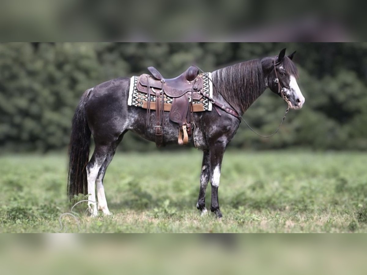 Kentucky Mountain Saddle Horse Stute 8 Jahre 152 cm Schecke in Warrenton