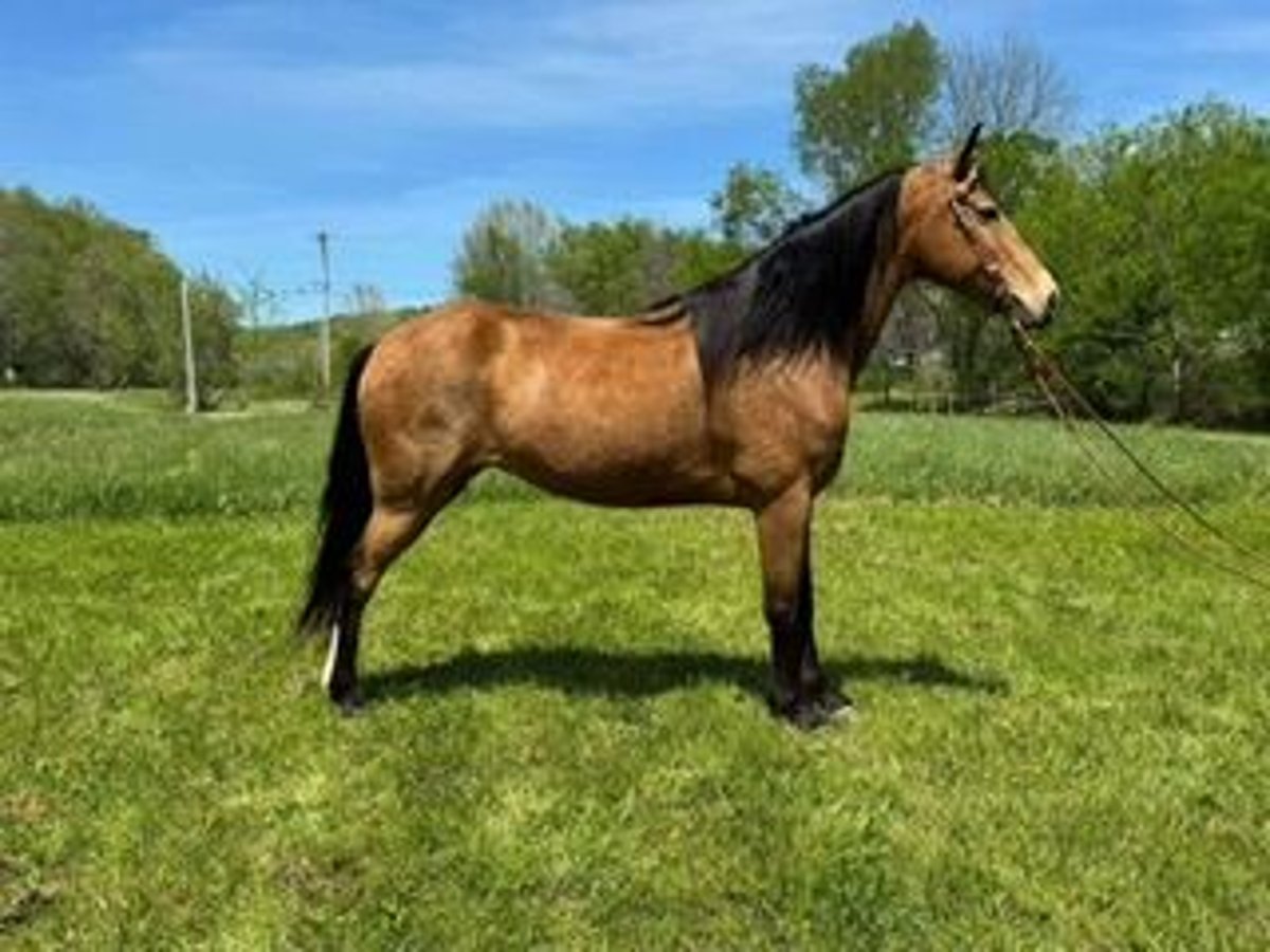 Kentucky Mountain Saddle Horse Stute 9 Jahre 152 cm Buckskin in West Liberty, KY