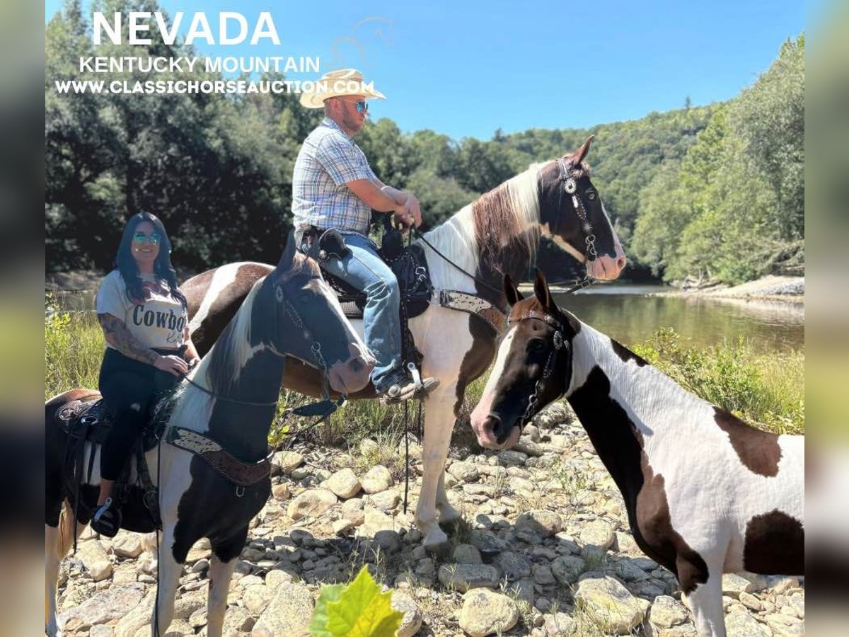 Kentucky Mountain Saddle Horse Valack 13 år 152 cm Tobiano-skäck-alla-färger in Whitley City, KY