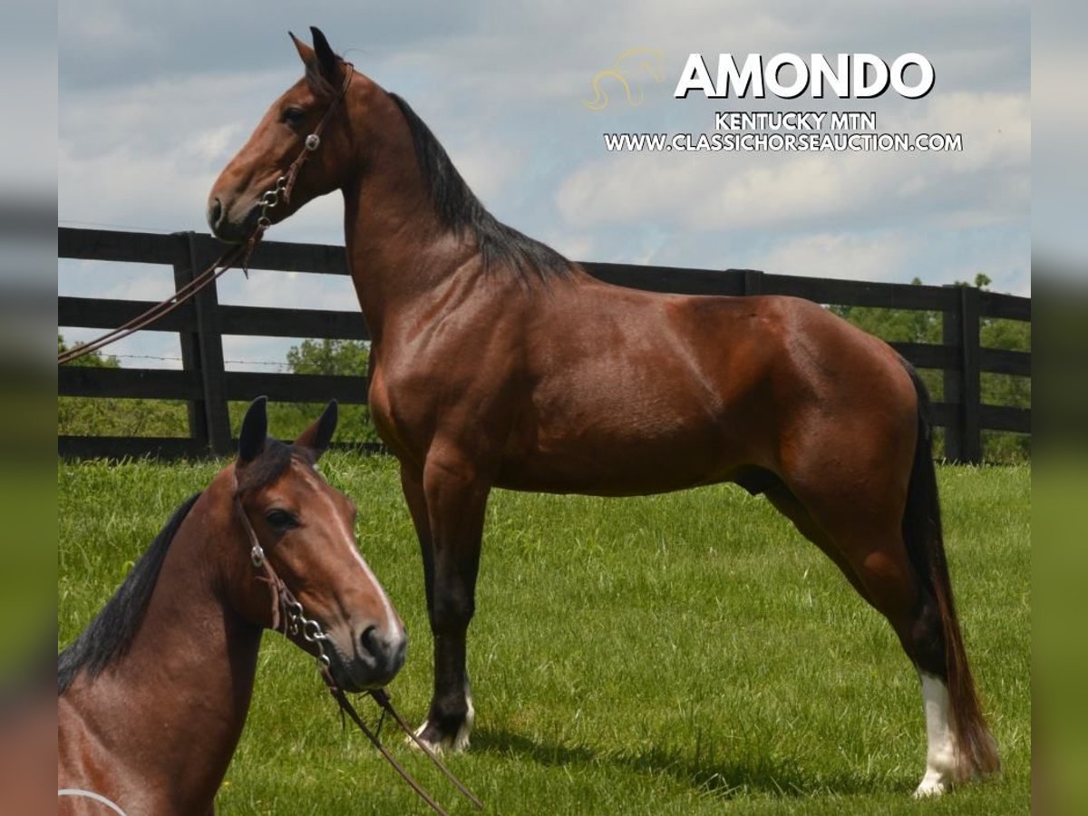 Kentucky Mountain Saddle Horse Wałach 8 lat 152 cm Gniada in Hustonville, KY
