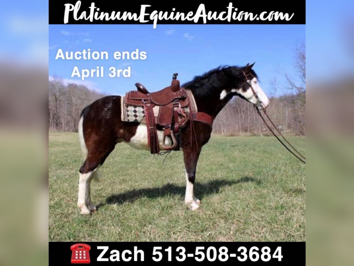 Kentucky Mountain Saddle Horse Wallach 10 Jahre 147 cm Tobiano-alle-Farben in salyersville KY