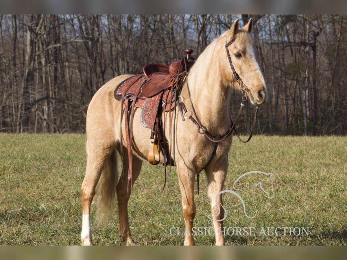 Kentucky Mountain Saddle Horse Wallach 11 Jahre 142 cm Palomino in Whitley City,KY