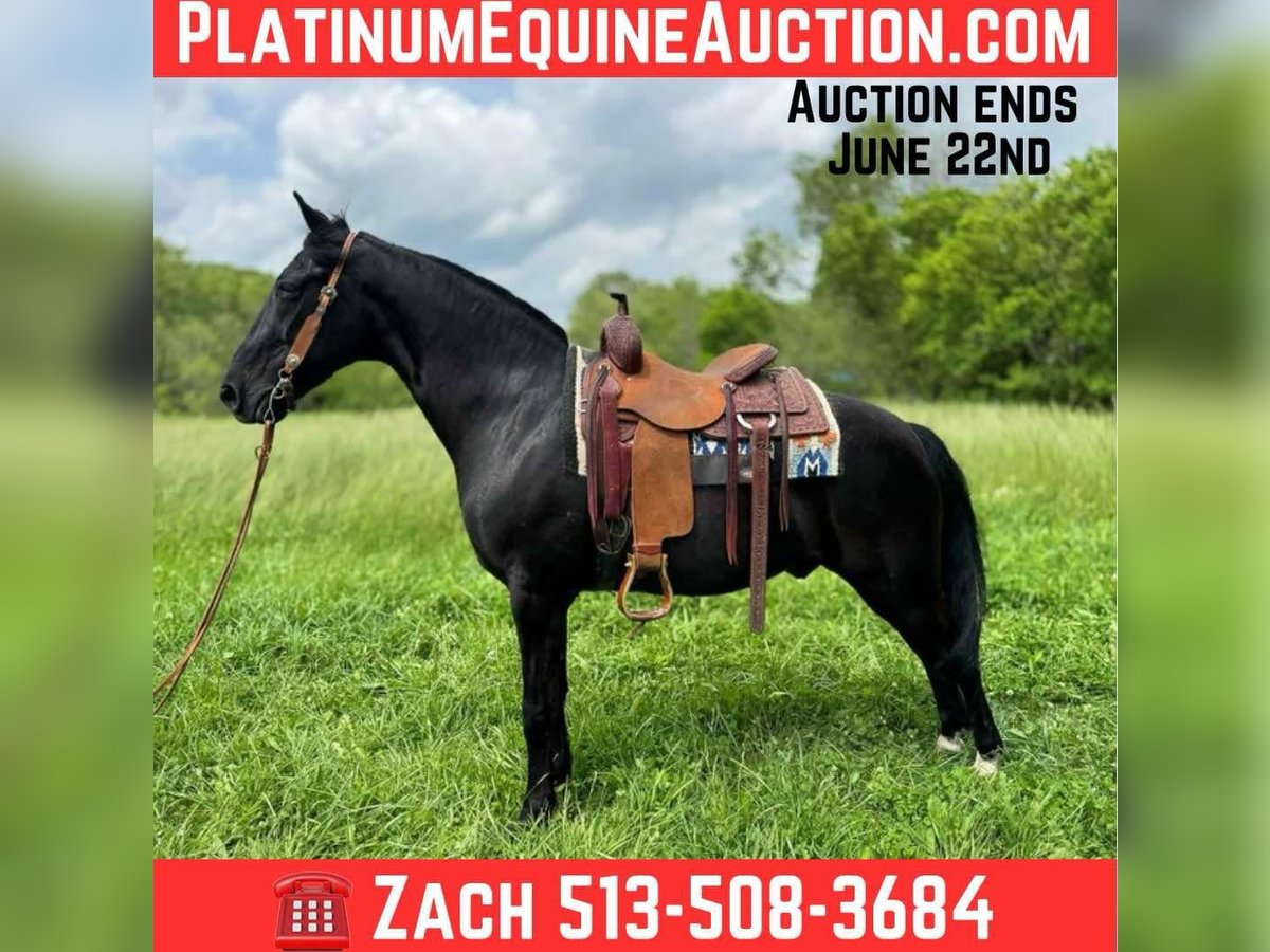 Kentucky Mountain Saddle Horse Wallach 11 Jahre 155 cm Rappe in Moscow OH