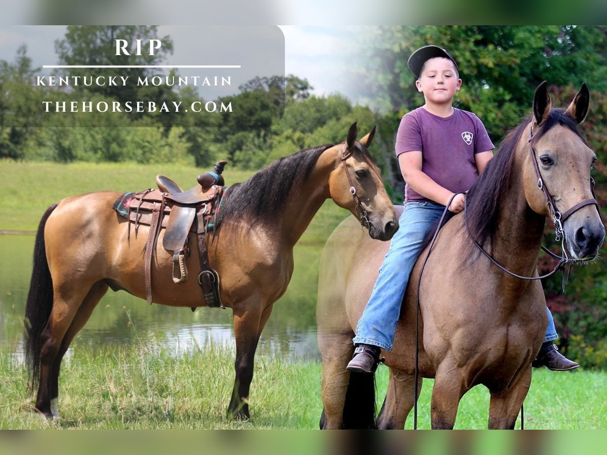 Kentucky Mountain Saddle Horse Wallach 11 Jahre Buckskin in Strunk, KY