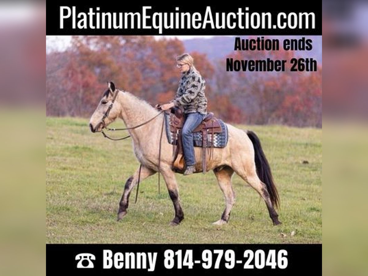 Kentucky Mountain Saddle Horse Wallach 12 Jahre Buckskin in Everett, PA