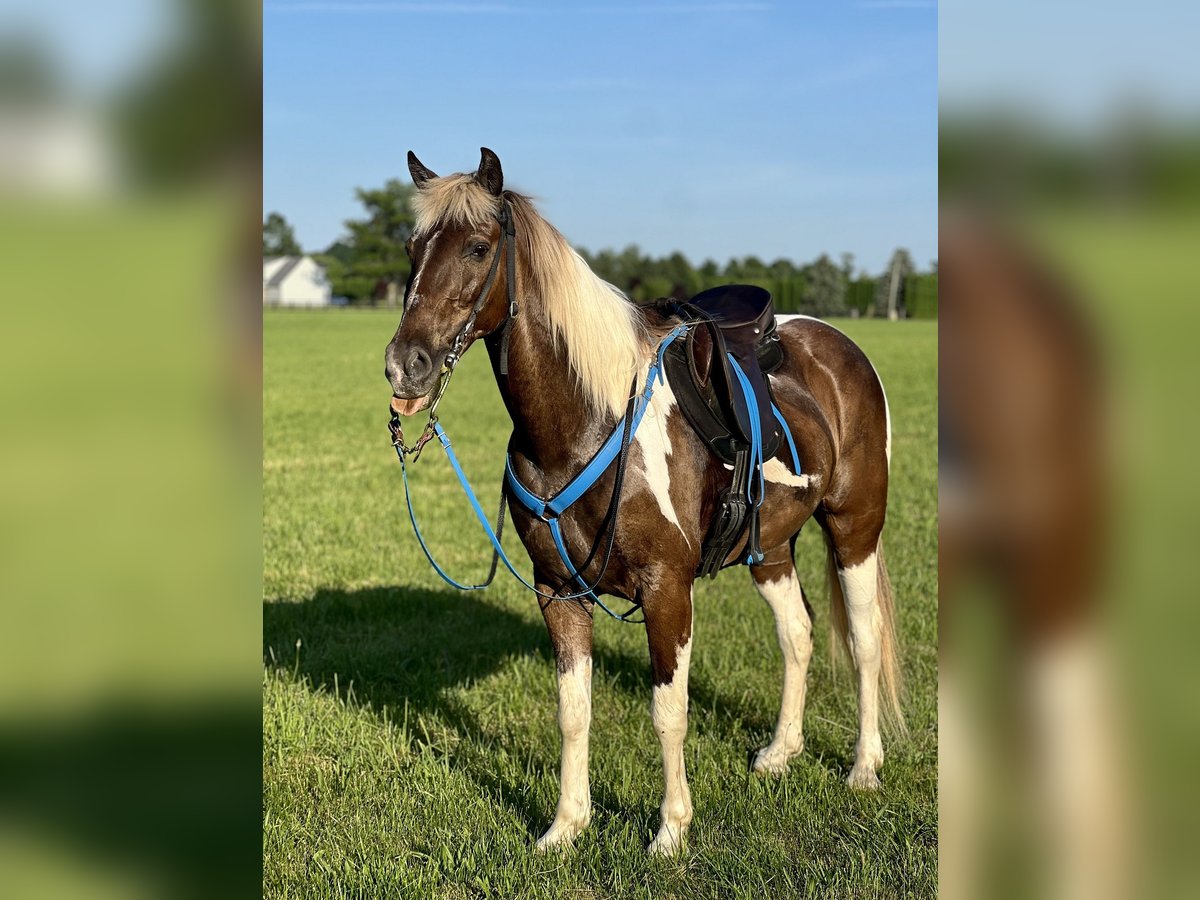 Kentucky Mountain Saddle Horse Wallach 12 Jahre Schecke in Lebanon