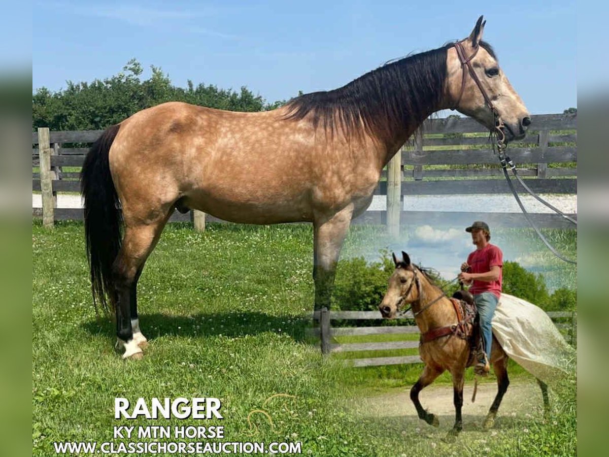 Kentucky Mountain Saddle Horse Wallach 13 Jahre 142 cm Buckskin in Moscow, OH
