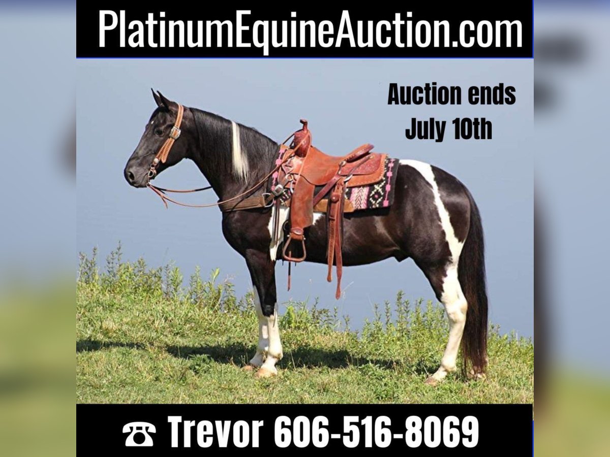 Kentucky Mountain Saddle Horse Wallach 13 Jahre 157 cm Tobiano-alle-Farben in Whitley City KY