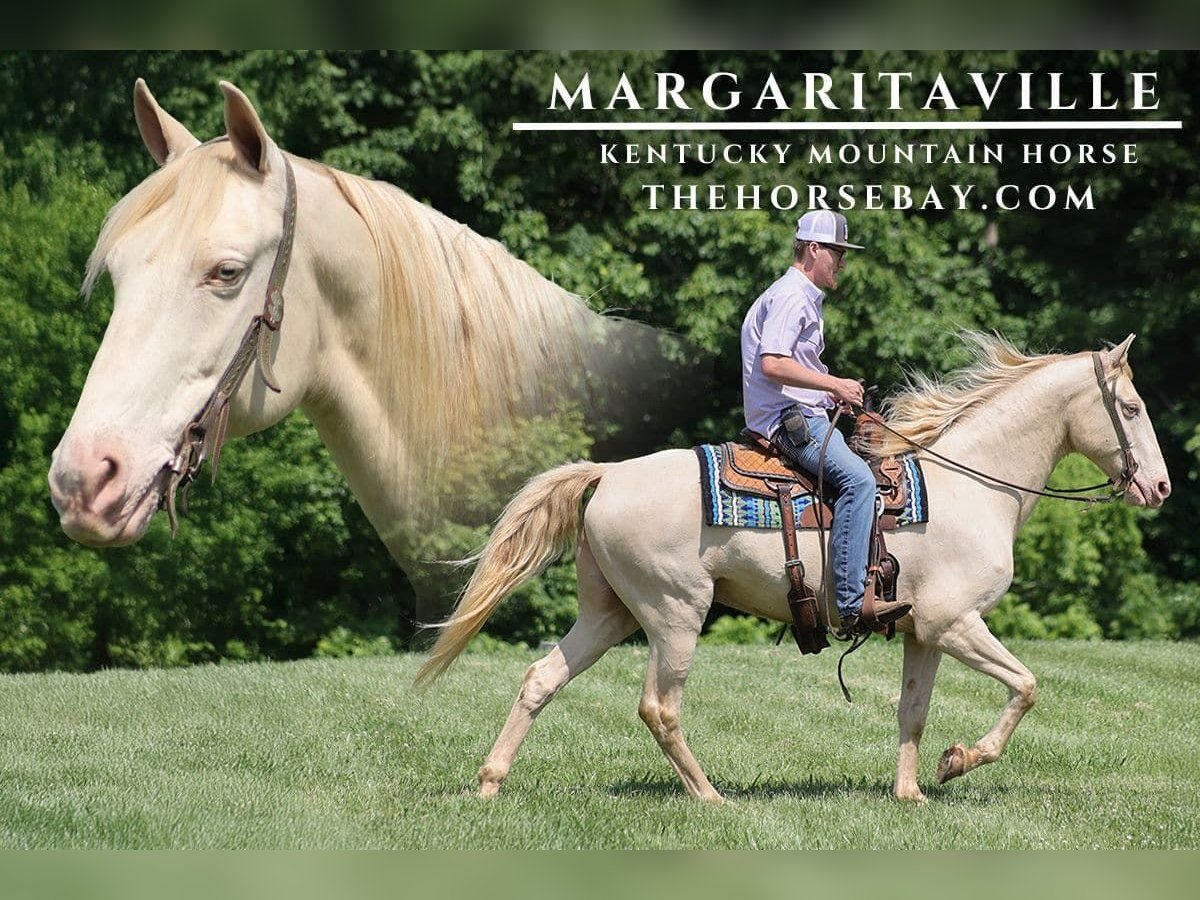 Kentucky Mountain Saddle Horse Wallach 14 Jahre 157 cm Cremello in Parkers Lake, KY