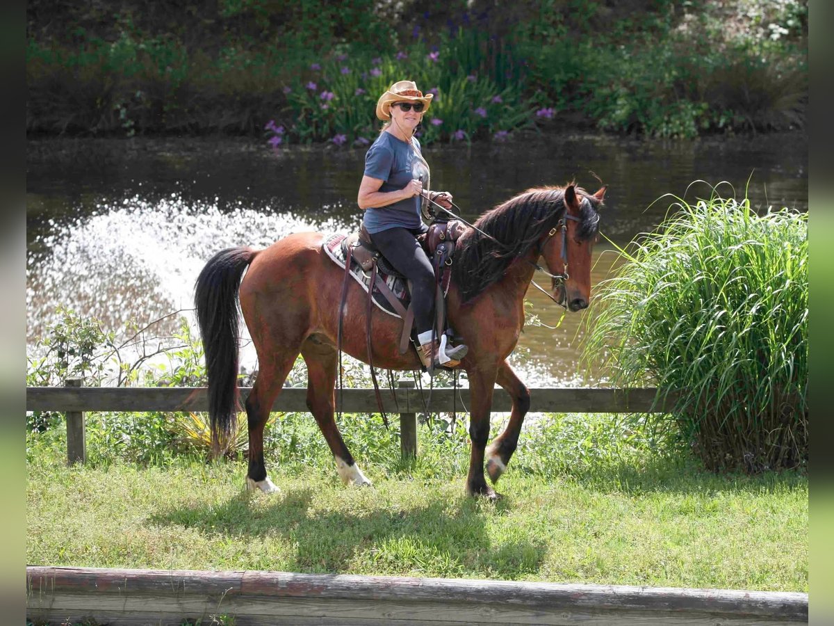 Kentucky Mountain Saddle Horse Wallach 15 Jahre 152 cm Rotbrauner in Fort Mill, SC