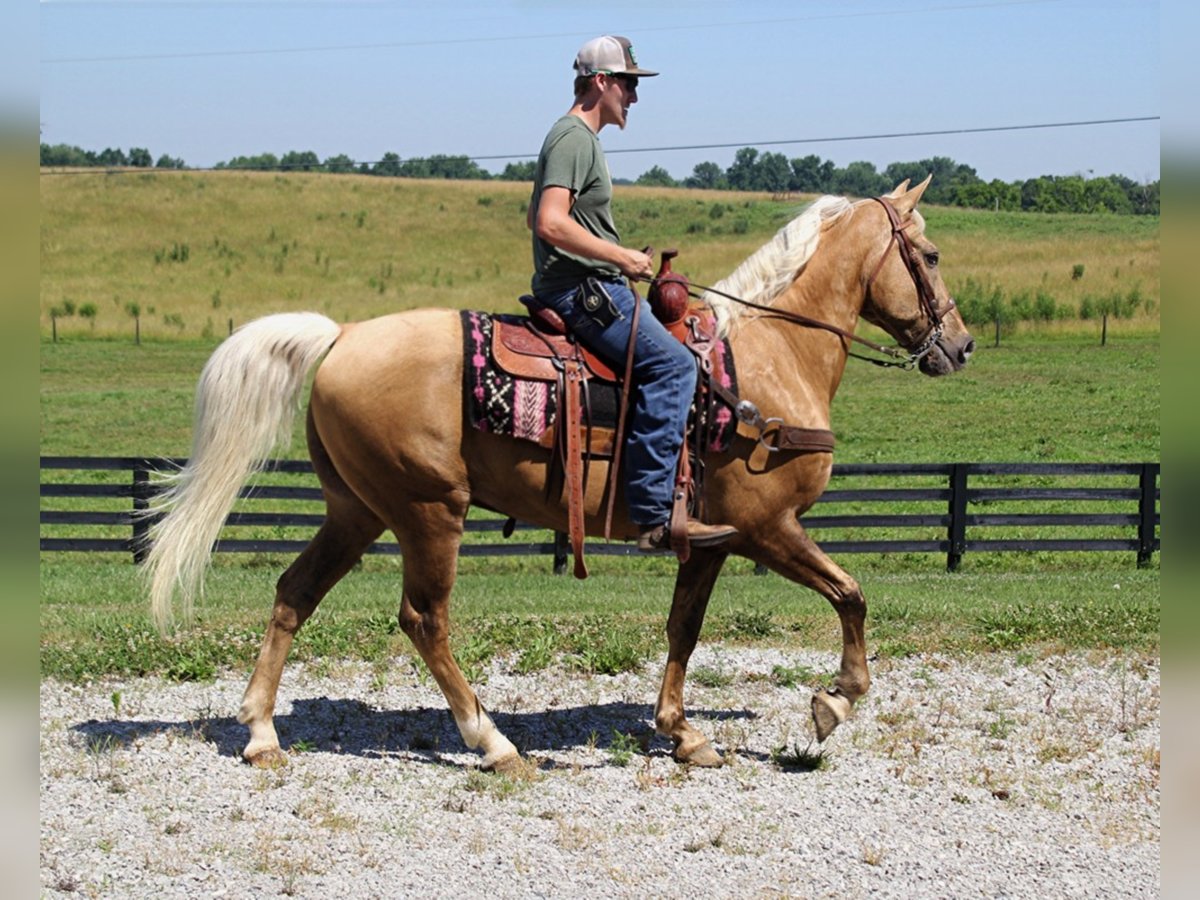 Kentucky Mountain Saddle Horse Wallach 17 Jahre Palomino in Mount Vernon Ky