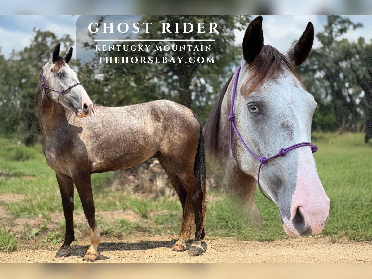 Kentucky Mountain Saddle Horse Wallach 4 Jahre 155 cm Apfelschimmel in Antlers, OK