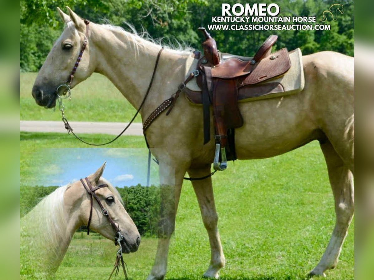 Kentucky Mountain Saddle Horse Wallach 5 Jahre 152 cm Palomino in Park Hills, MO